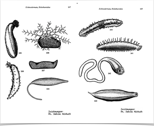 Antarctic deep sea echinoderms. Left: Class Holothuroidea, sub-class Dendrochirotacea. Right: sub-class Aspidochirotacea. Drawings S. Alshuth.
